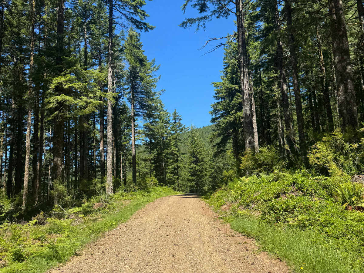 Lawrence Basin - FS 1424 trail photo