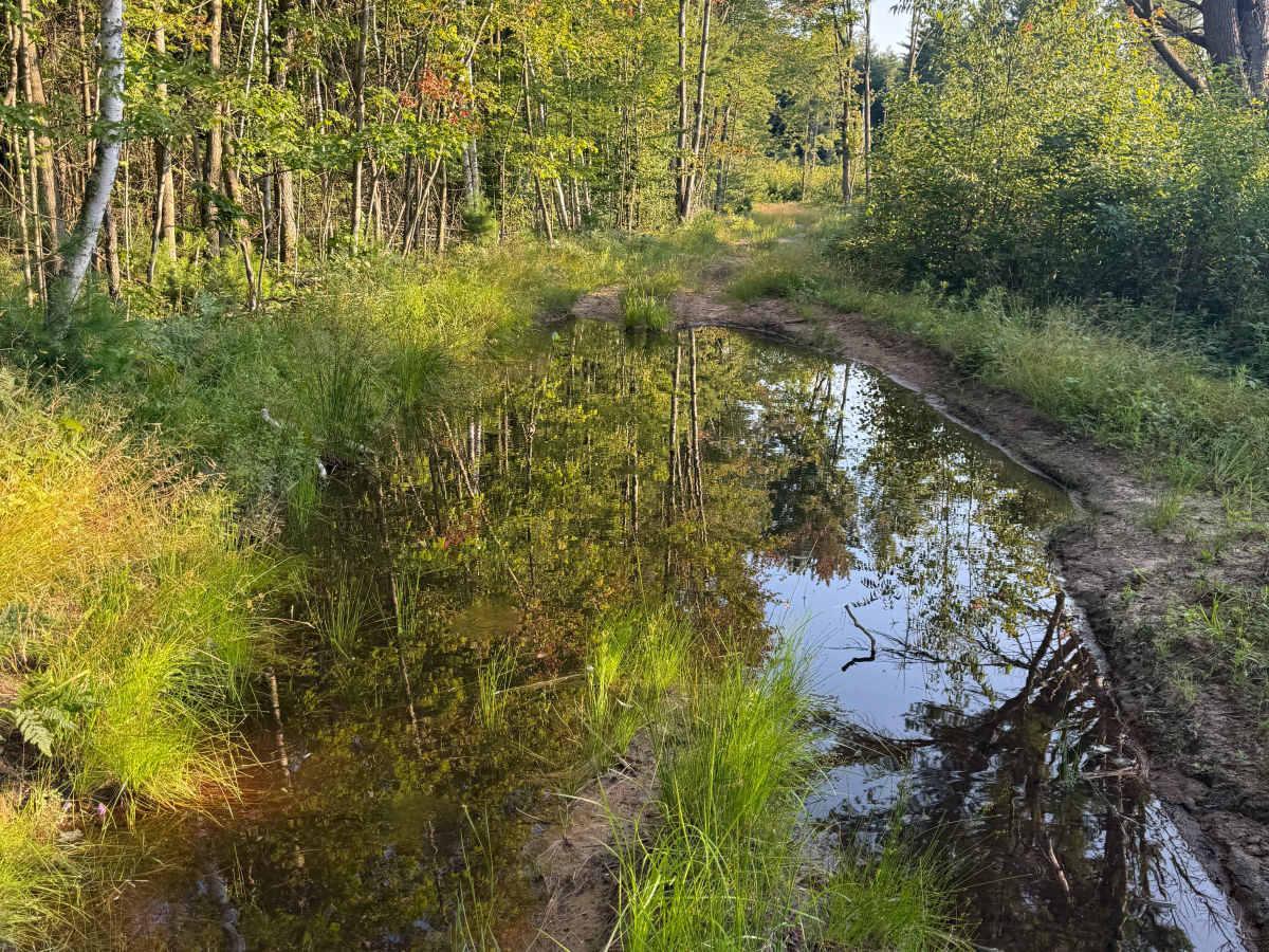 Plagany-Cedar Trail trail photo