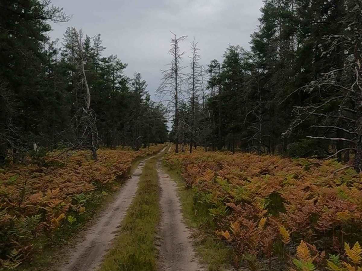 Grouse Track - FSR 3220 photo 4