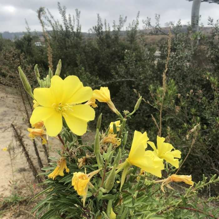 Near Bommer Canyon-Turtle Ridge Loop