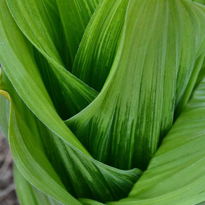 Near Tahoe Meadows Interpretive Loop Trail
