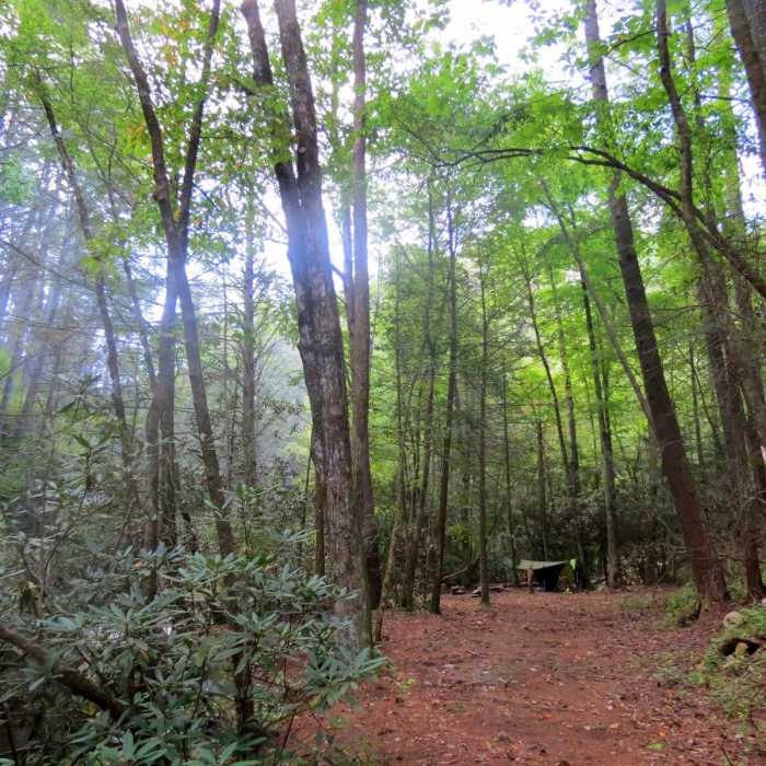Near Conasauga River Trail Near Conasauga River Trail