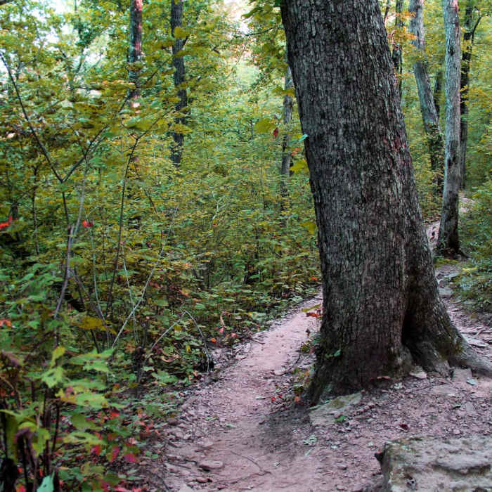 Near Whitaker Point Trail + Hawksbill Crag Near Whitaker Point Trail + Hawksbill Crag