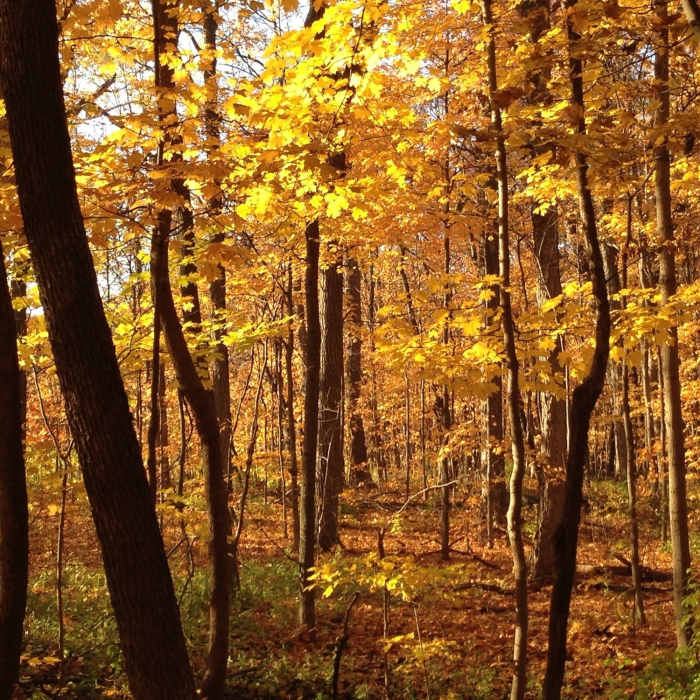 Near Morton Arboretum Loop
