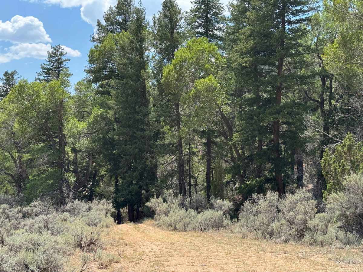 BLM 8457B photo 3