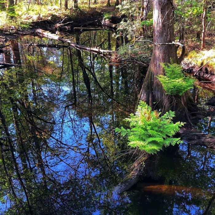 Crossing over a foot bridge - scenic vistas Near The Palmetto Trail: Swamp Fox Passage
