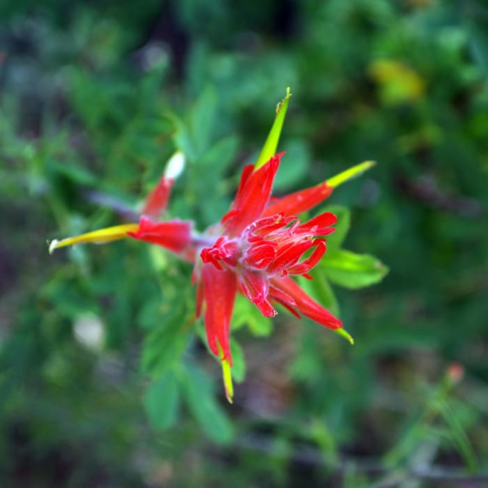 Near Pole Canyon Trail