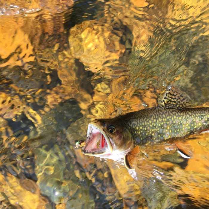 Near Mirror Lake Out and Back