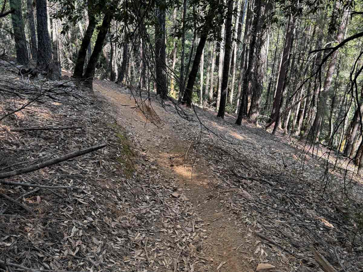 Trail 5 (11E31)   photo 6
