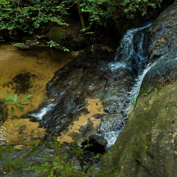 Near Wildcat Nature Trail Loop Near Wildcat Nature Trail Loop