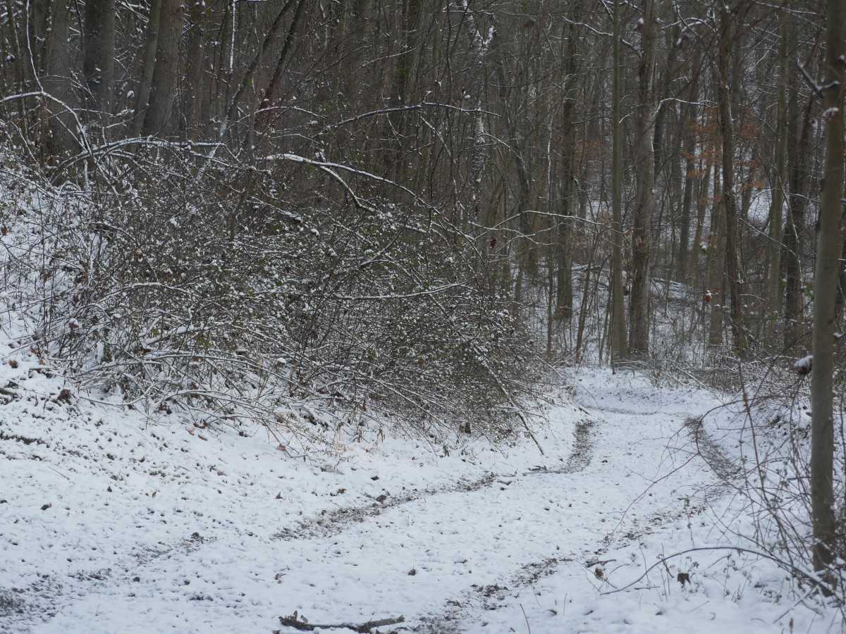 Trail 29 photo 4
