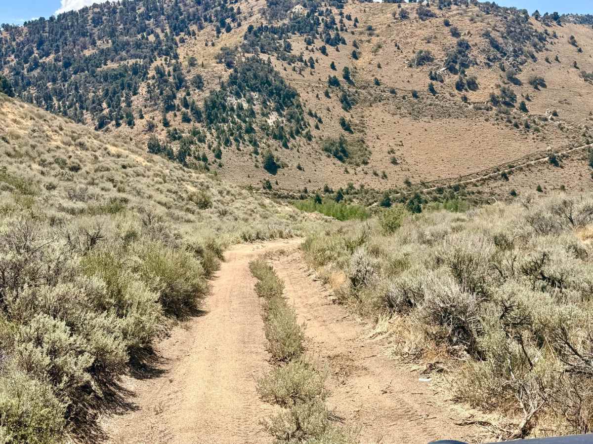  Longhair Trail photo 3