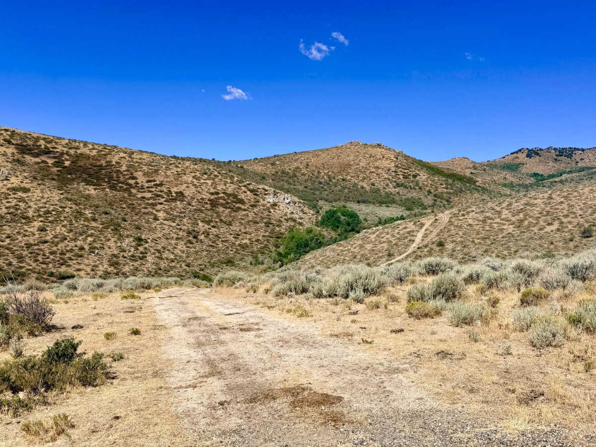 Longhair - FS 57431 trail photo