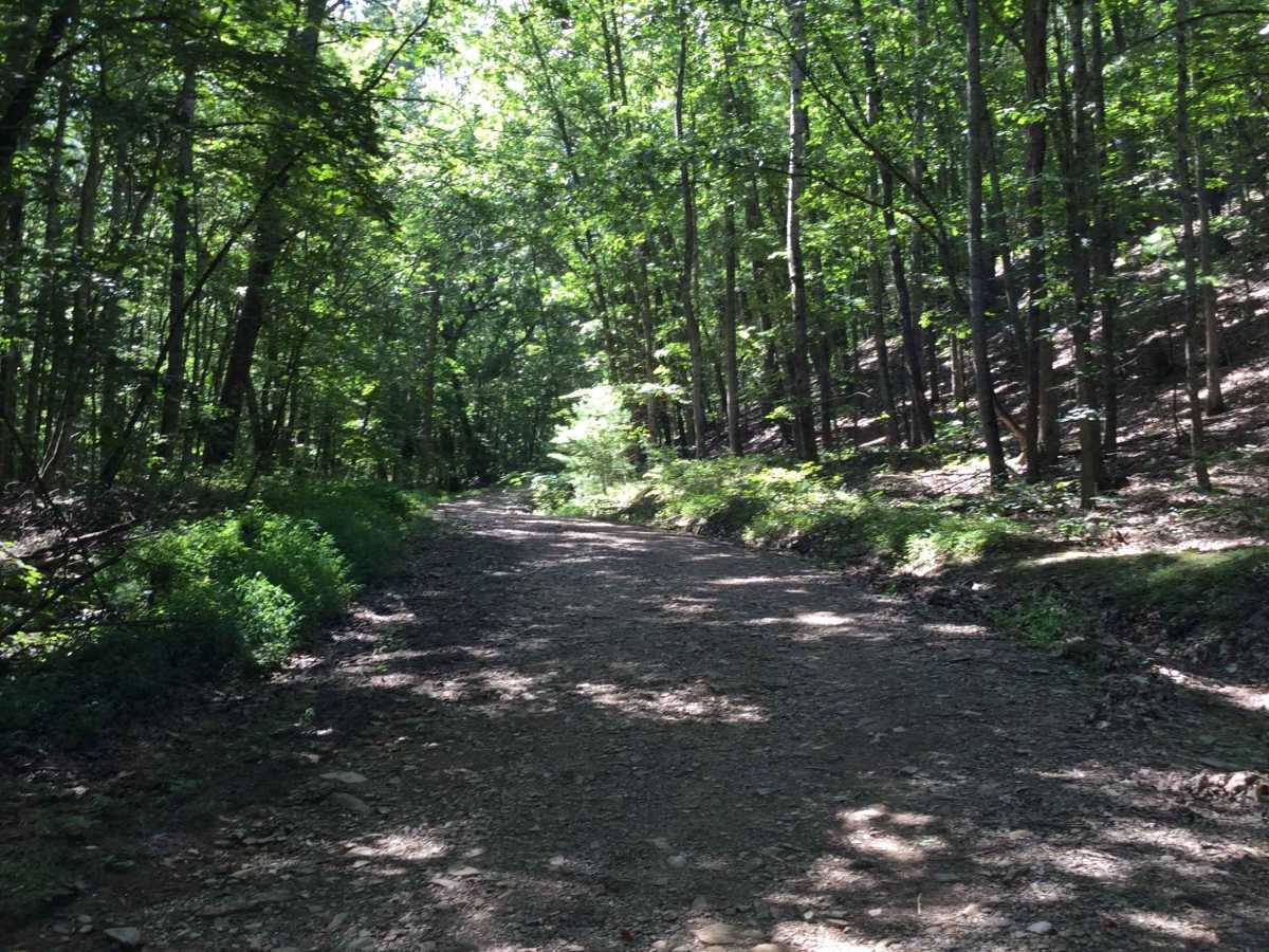 Wildlife Road - FS 224 photo 5