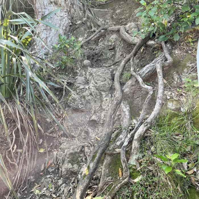 Near New Chums Beach Trail Near New Chums Beach Trail