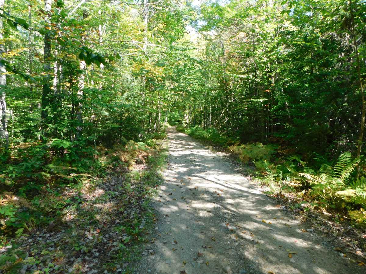 Camp 7 Trail photo 4