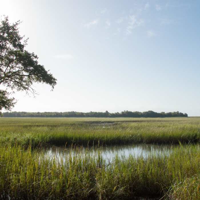 Near The Palmetto Trail: Awendaw Passage