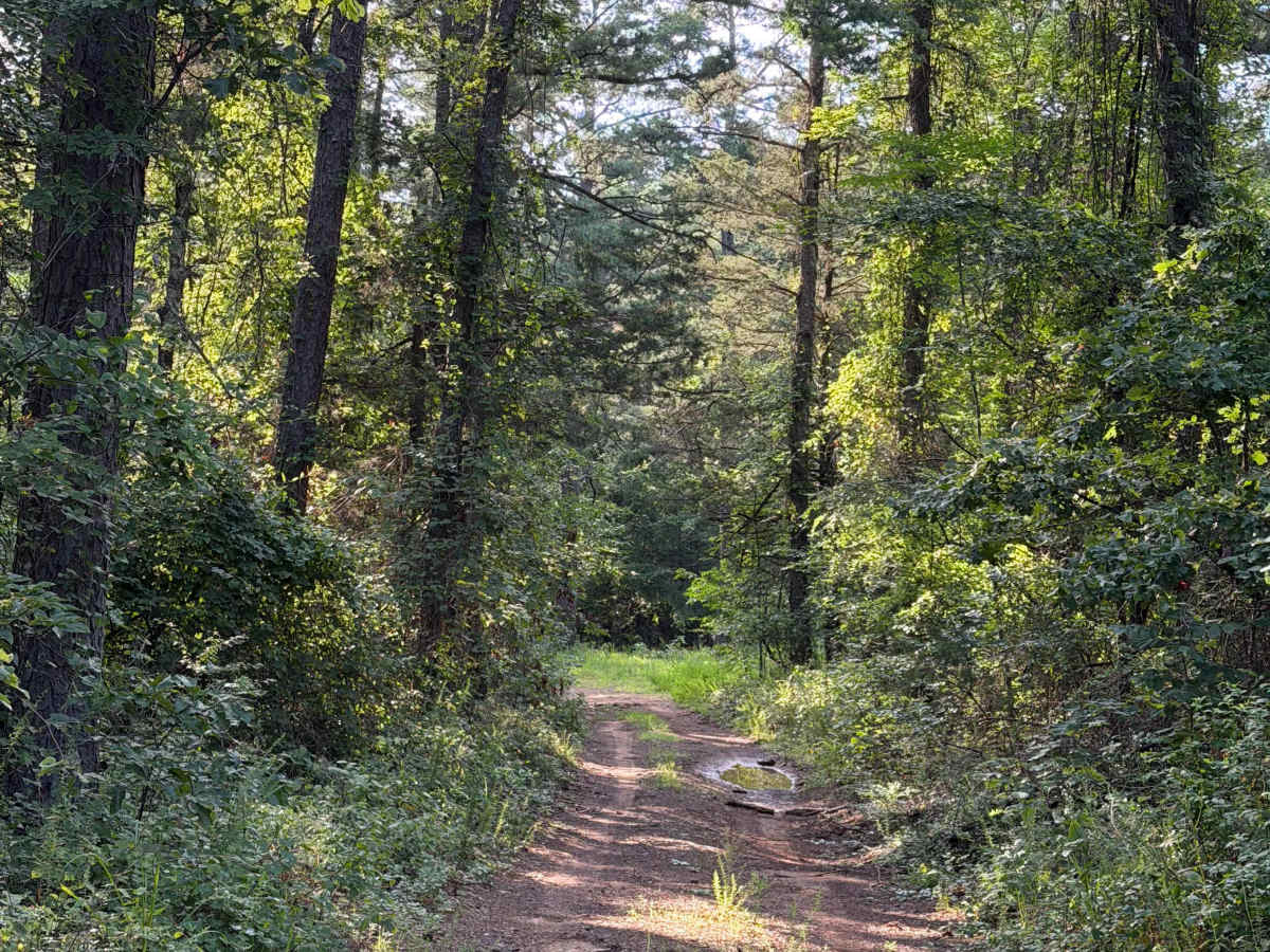 Perscillas Trail photo 2
