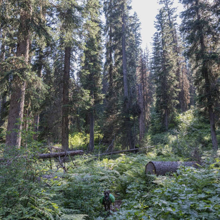 Near Kootenai Creek Trail #53