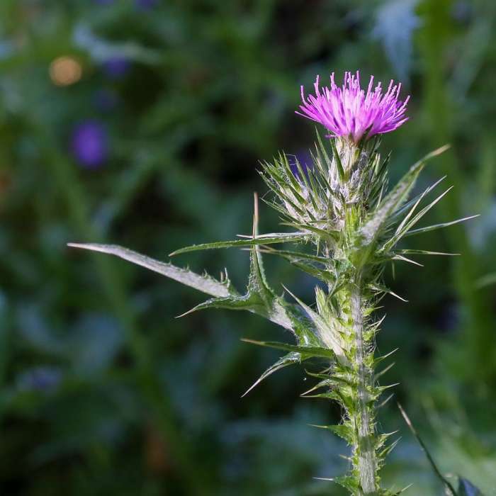 Near Bishop Peak Trail