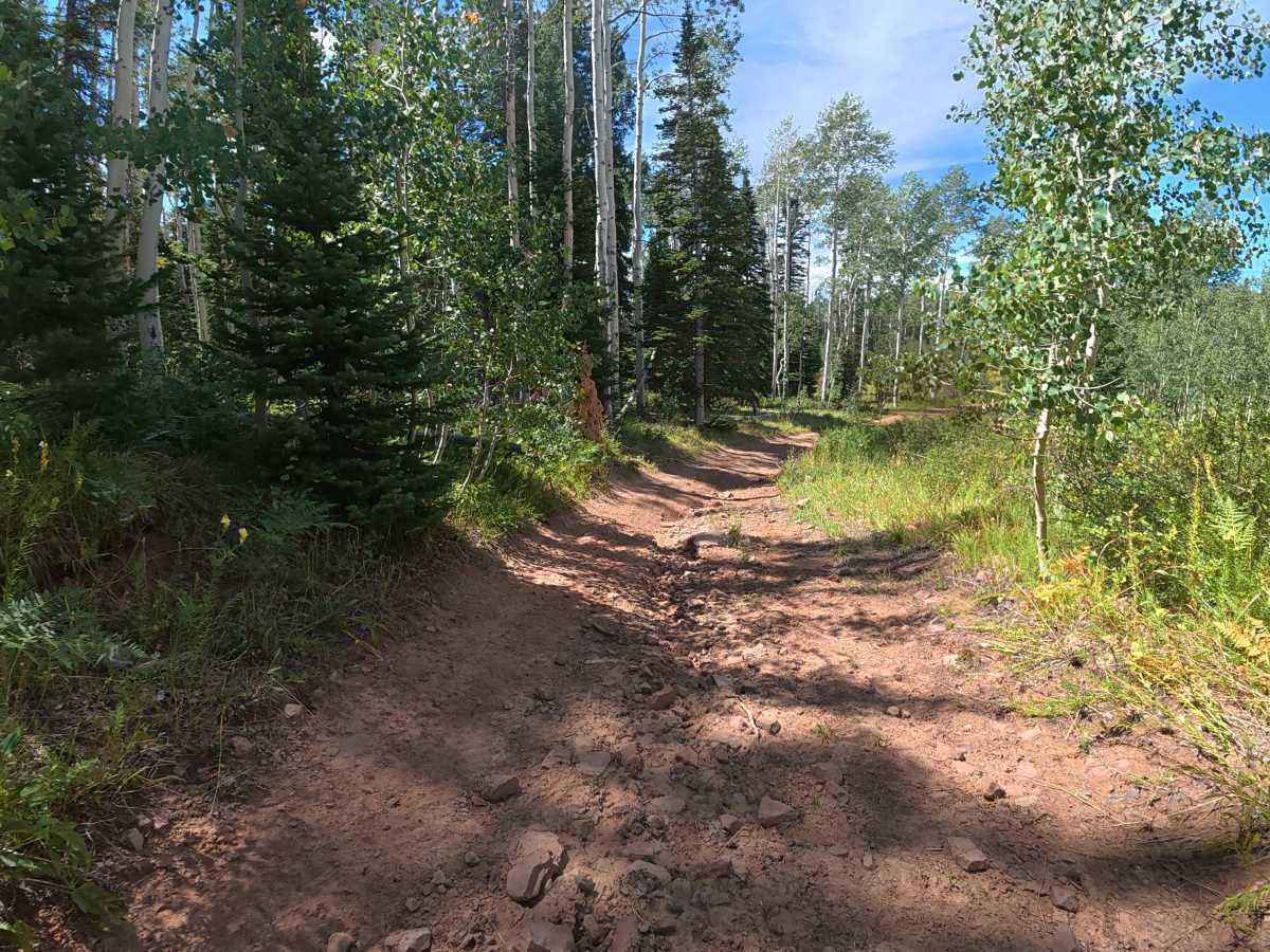 Ellison Mountain Road - FS 273 photo 2