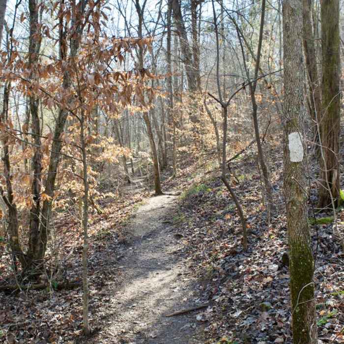 Near Henry Hollow Loop