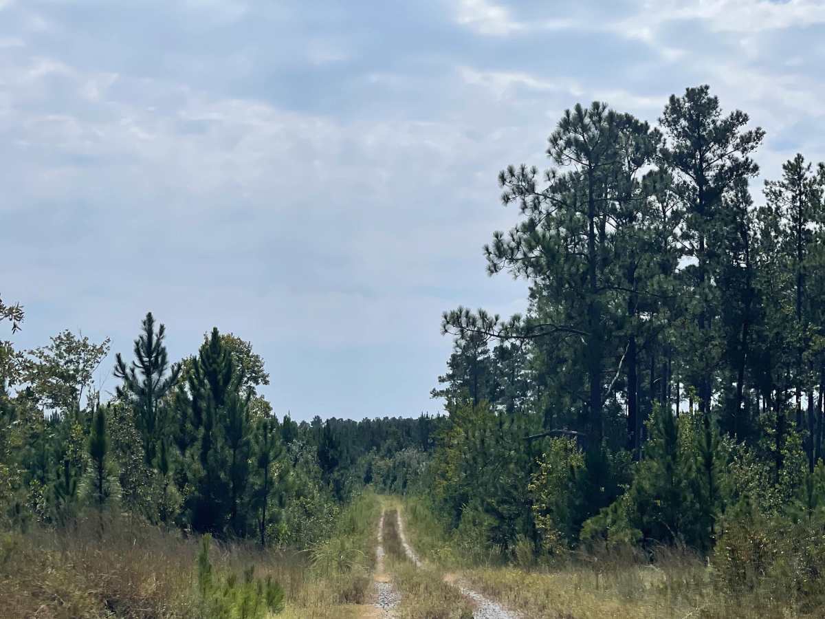 Elmur Road trail photo