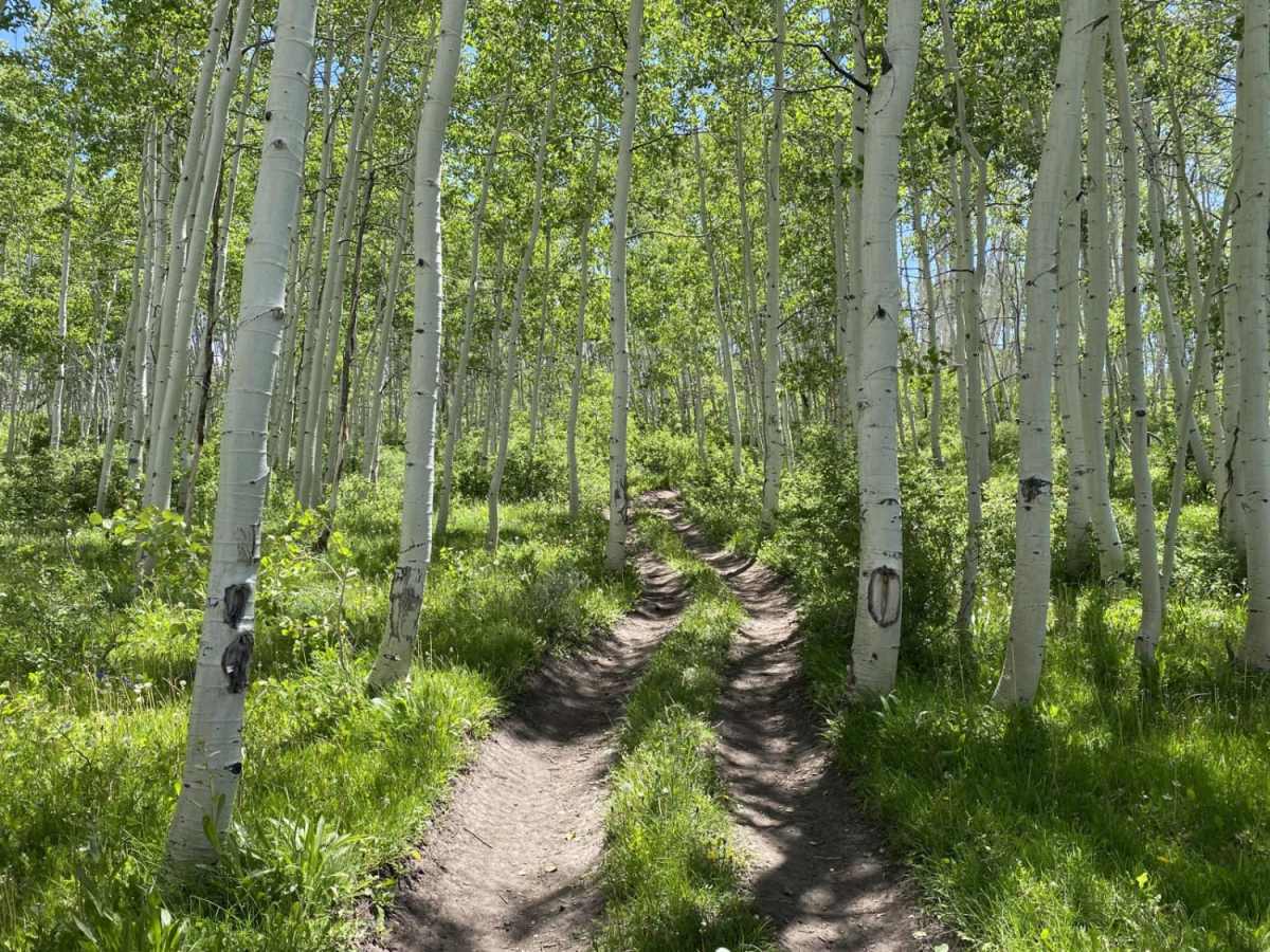Red Creek trail photo