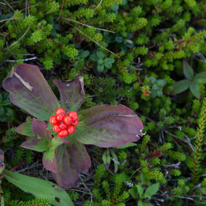 Near Little River Island Near Little River Island