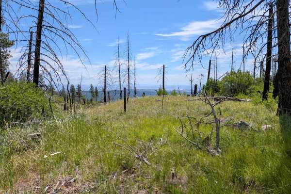 Leecher Lookout - FS 4150-100