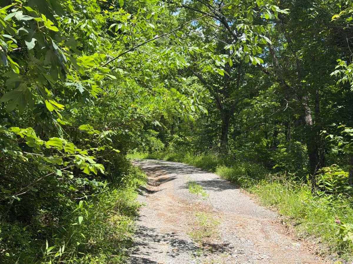 Walker Mountain - FS 206 photo 2