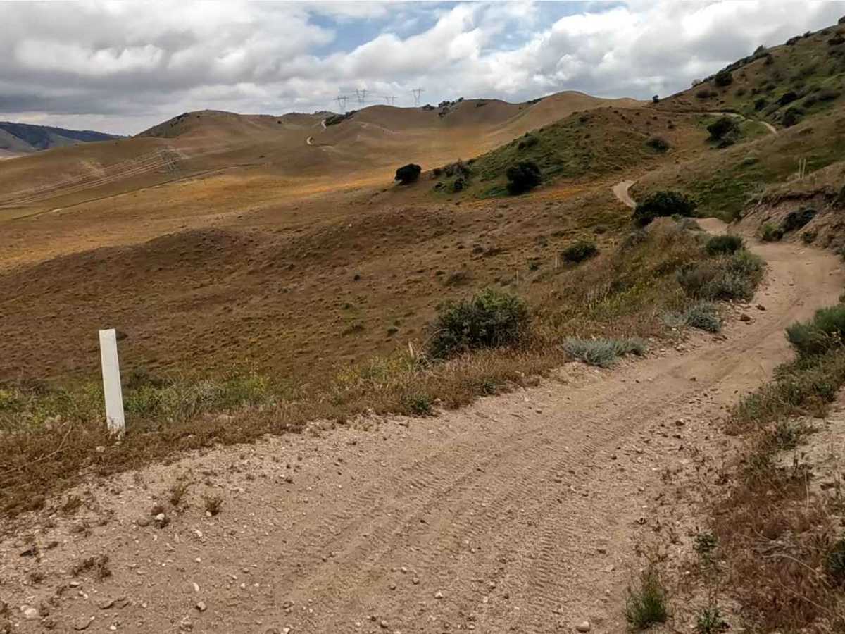 Cow Trail photo 4