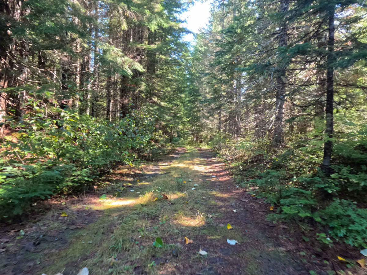 Doris - FS 8318000 trail photo