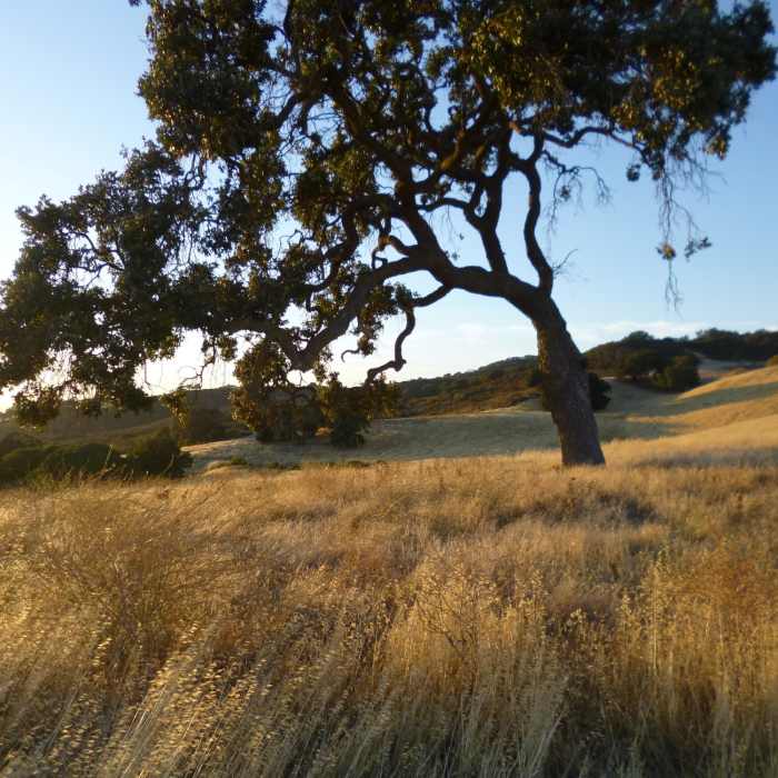 Near Ohlone-Crystyl Ranch Loop