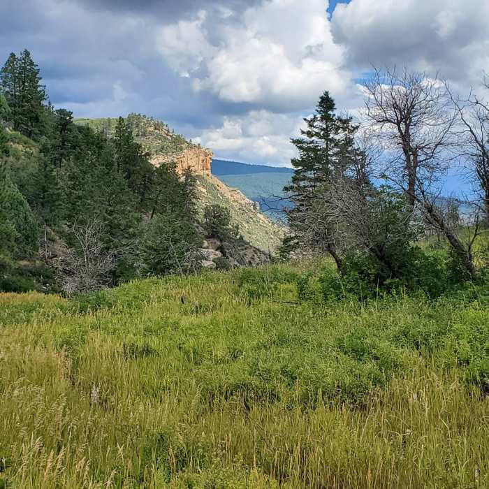 Near Perins Peak Trail