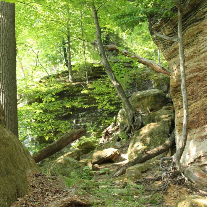 Near Forest Point Trail