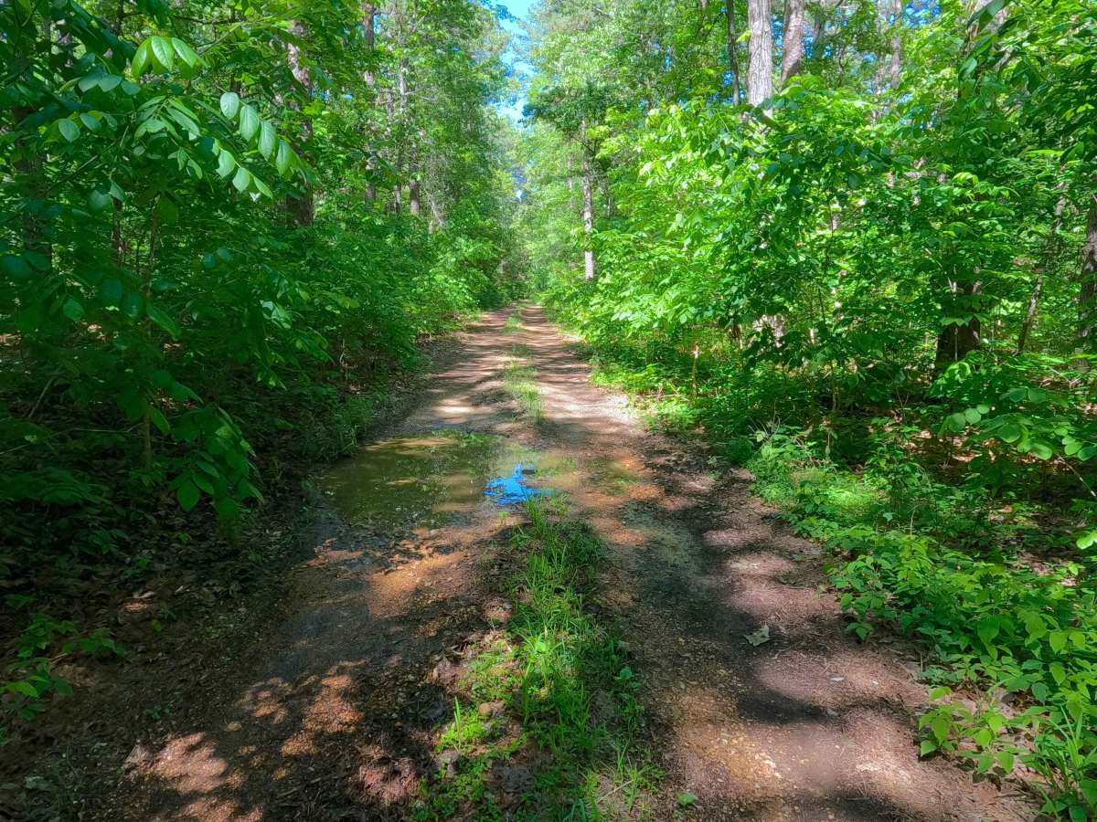 South Boundary - FS 3755 photo 5