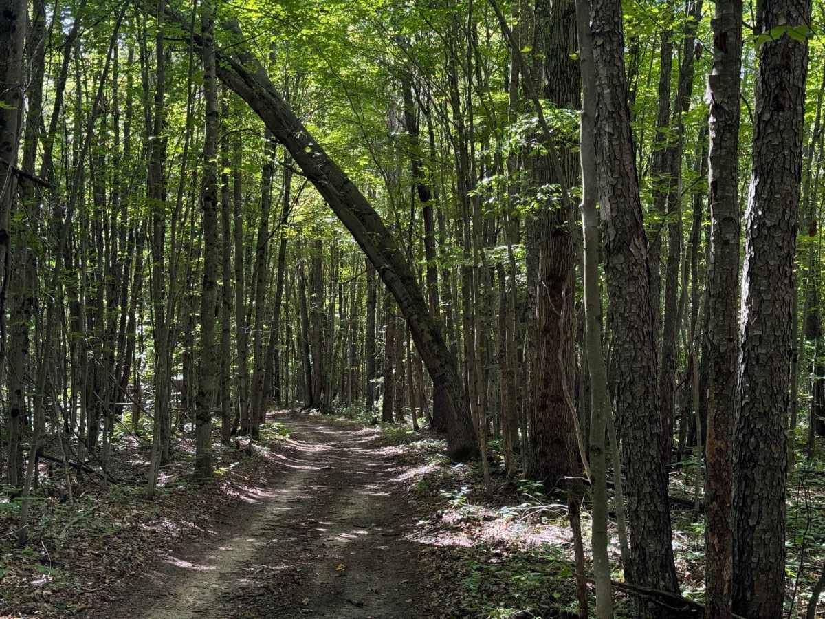 FS 7147 trail photo
