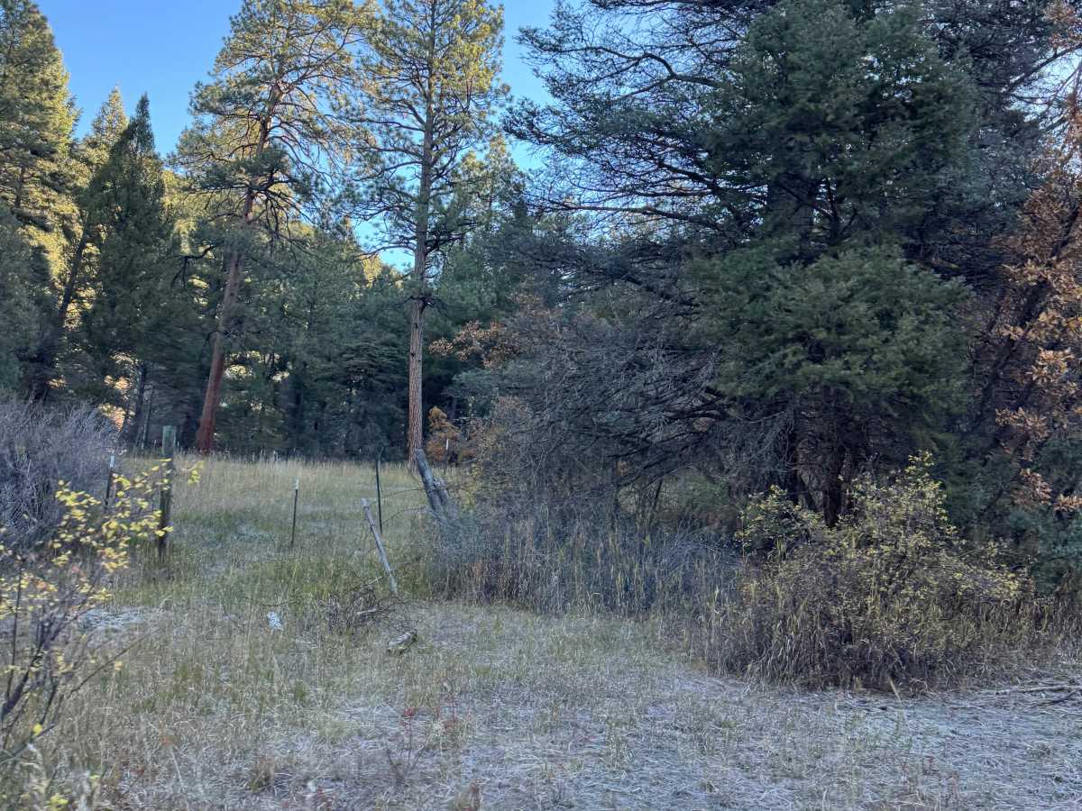Capulin Forest Road photo 3