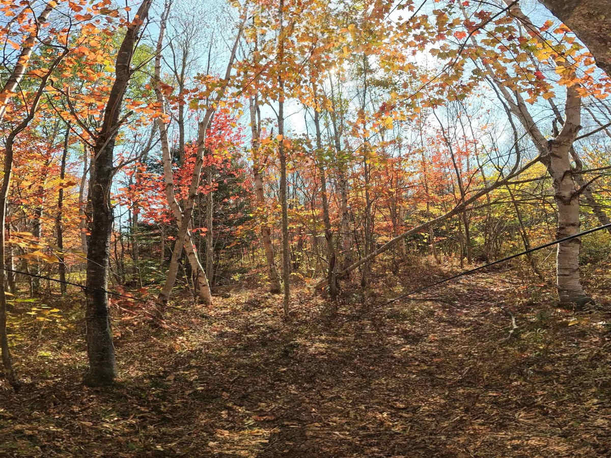 Old Hatchery Winter Trail End photo 5
