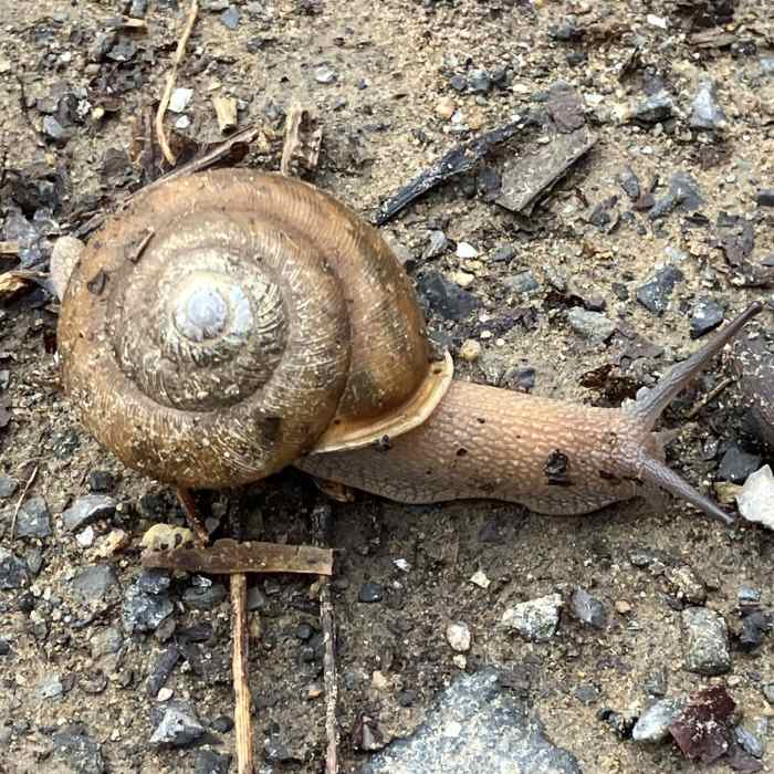 Near Pinhoti Trail: Section 31