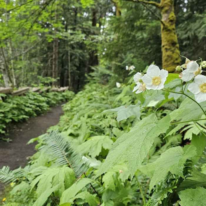 Near Peabody Creek Loop