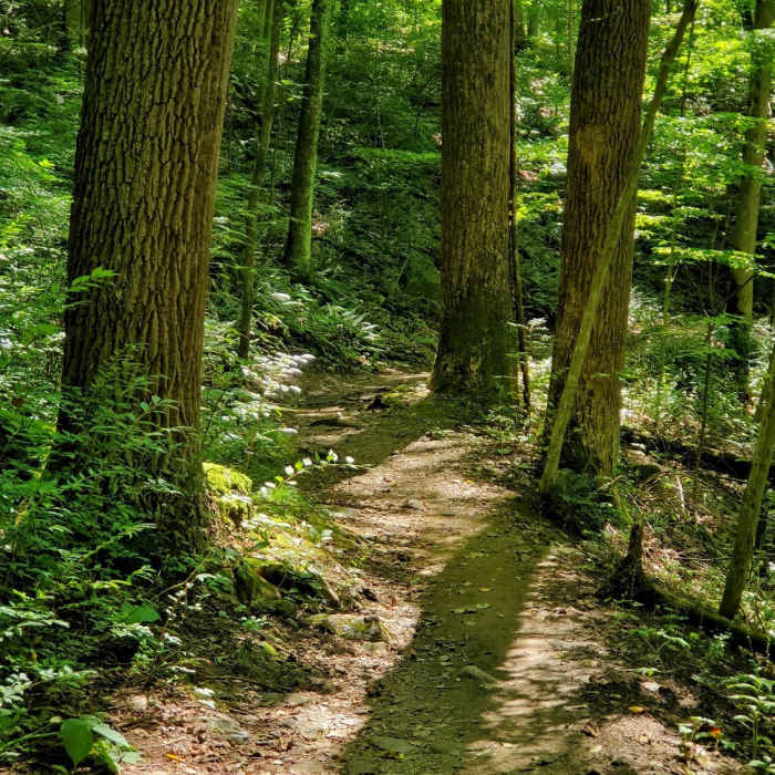 Near Sober's Run Loop Trail