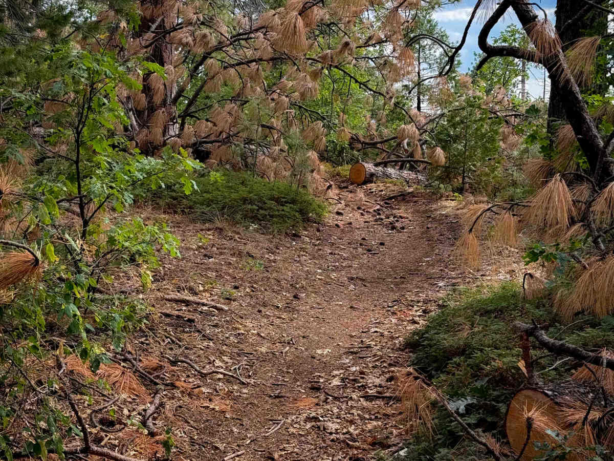 15EV58 trail photo