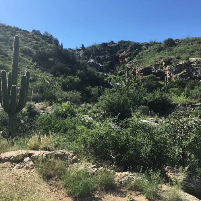 A view looking up at Bridal Wreath Canyon. Near Douglas Springs Trail