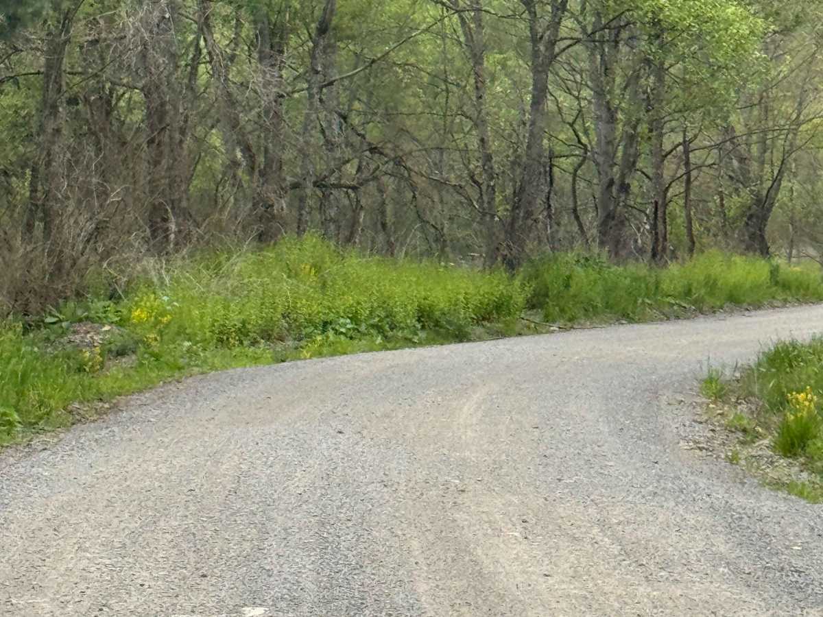 Dewey Road photo 6