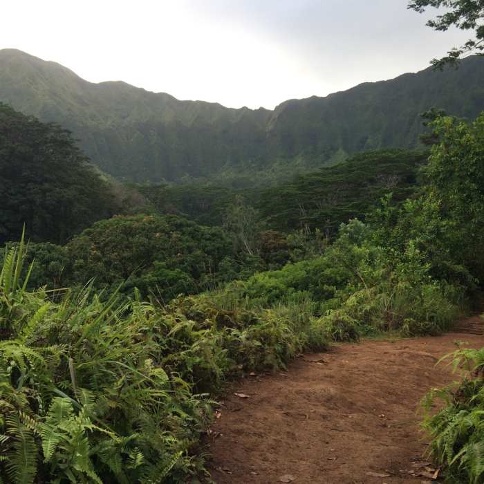 Near Maunawili Falls Trail