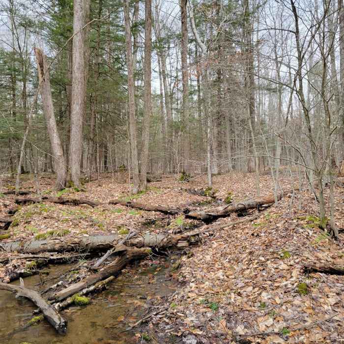 Little streams in the early spring. Near Greenwood Park - #5 of the Broome County Dozen Challenge