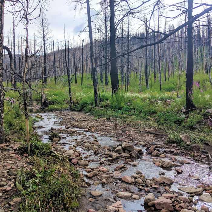 Near Alice Creek Trail