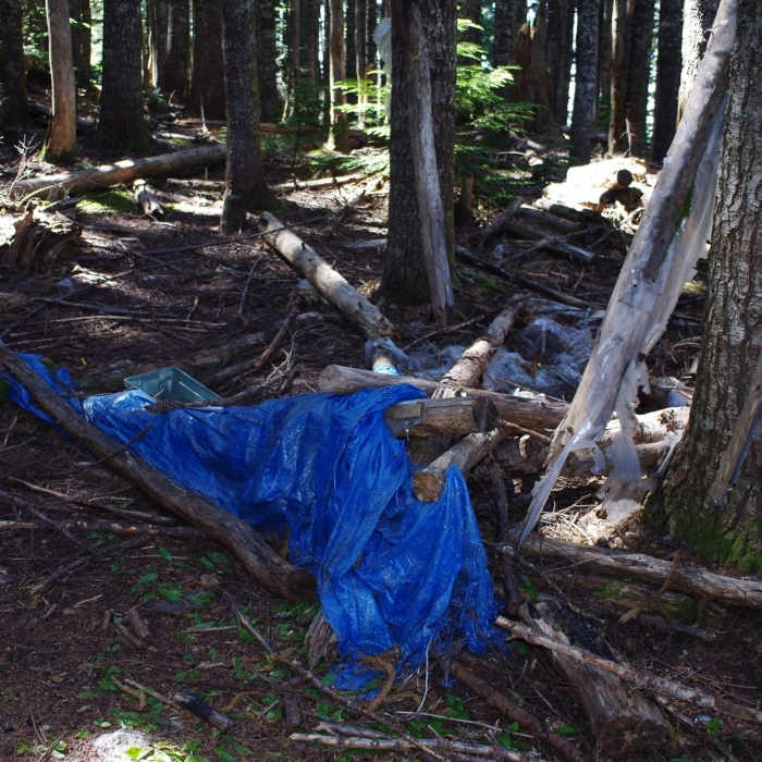 Near Starway Trail #175